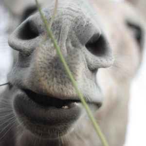 alizee jaggi animals 03      