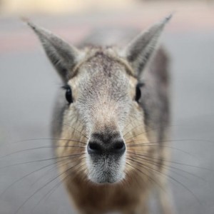 alizee jaggi animals 04      