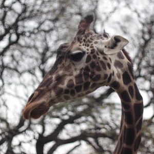 alizee jaggi animals 08      