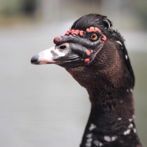 alizee jaggi animals 09  